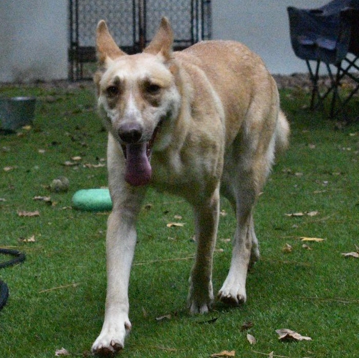Enlarge Blondie, a Adoptable mixed breed in Pittsburgh , PA image 6/6