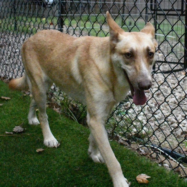 Enlarge Blondie, a Adoptable mixed breed in Pittsburgh , PA image 4/6