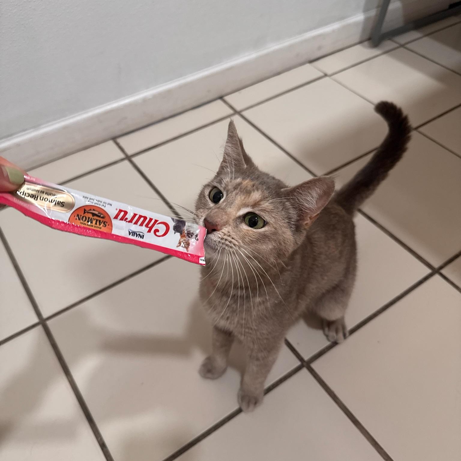 Enlarge Hallie, a Adopted Domestic Short Hair in astoria, NY image 2/3