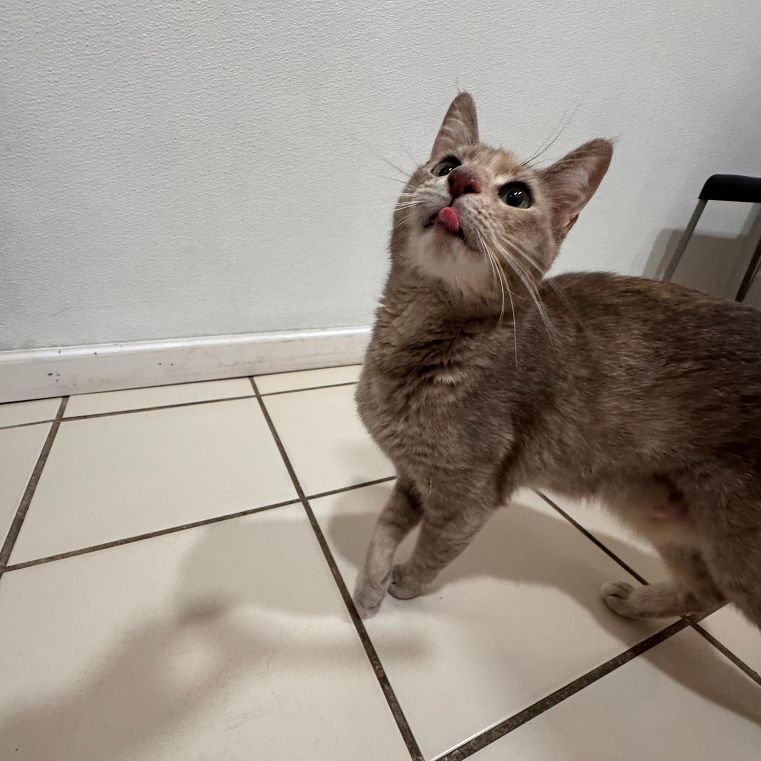 Enlarge Hallie, a Adopted Domestic Short Hair in astoria, NY image 3/3