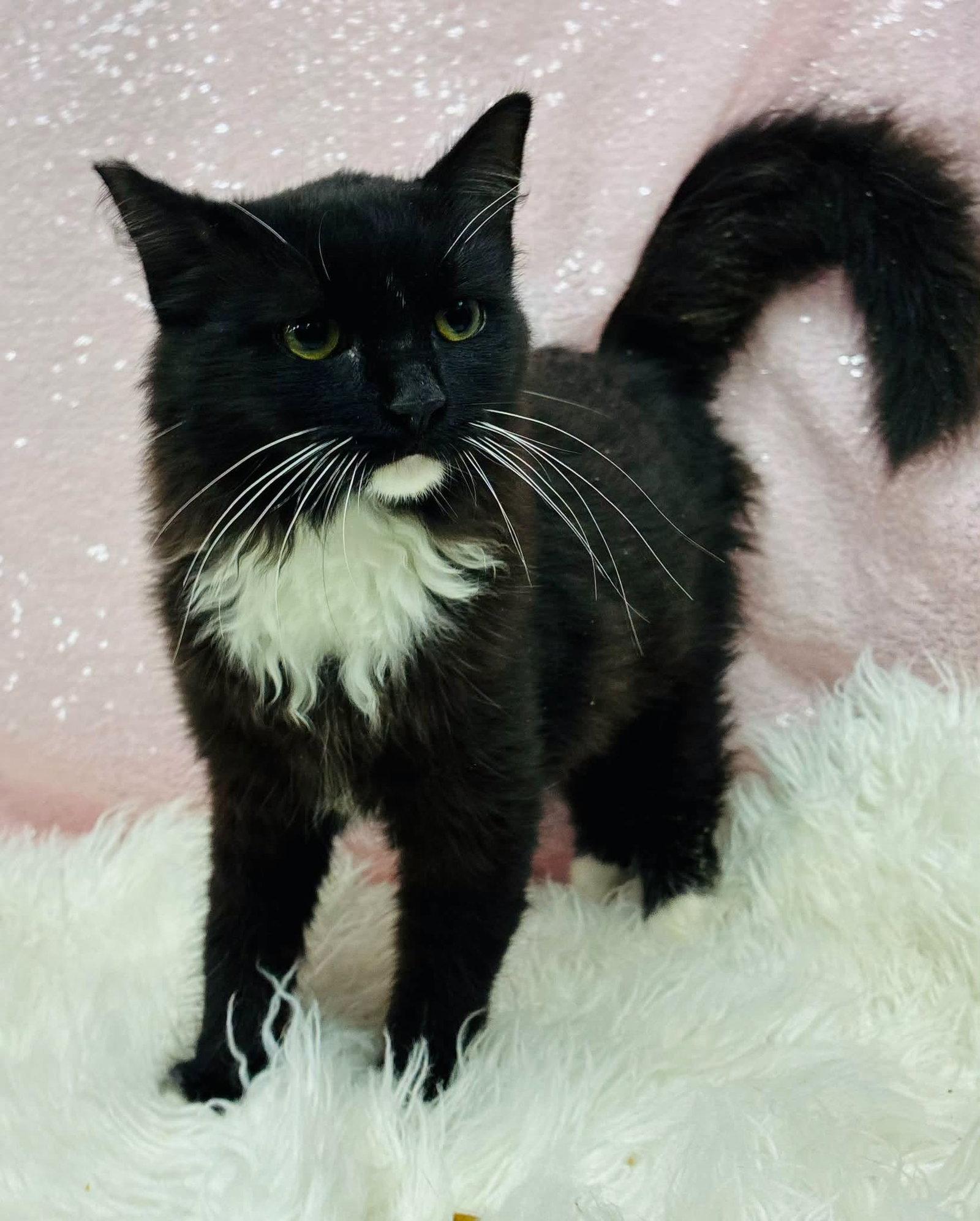 Calypso, Adoptable, Young Female Domestic Medium Hair.