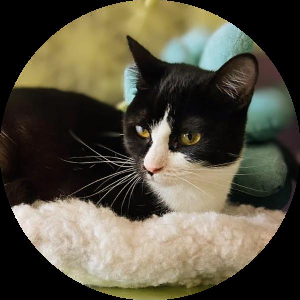 May, Adoptable, Young Female Domestic Short Hair.