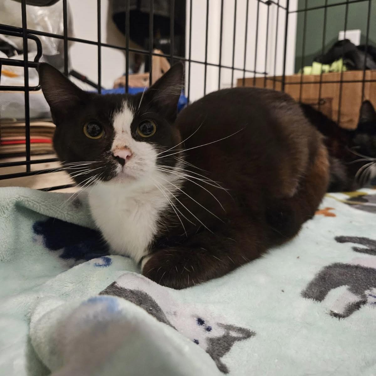 May, Adoptable, Young Female Domestic Short Hair.