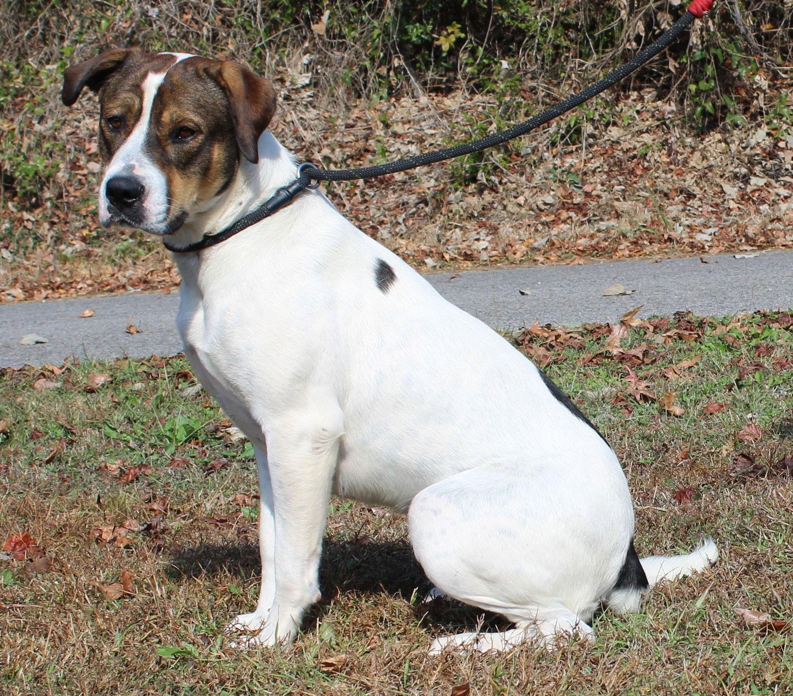 Aura 42797, Adoptable, Young Female Mastiff & Boxer.