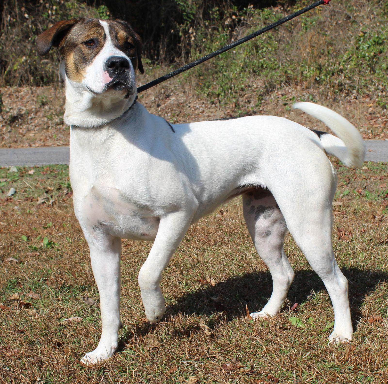 Enlarge Aura 42797, a Adoptable mixed breed in Prattville, AL image 2/3