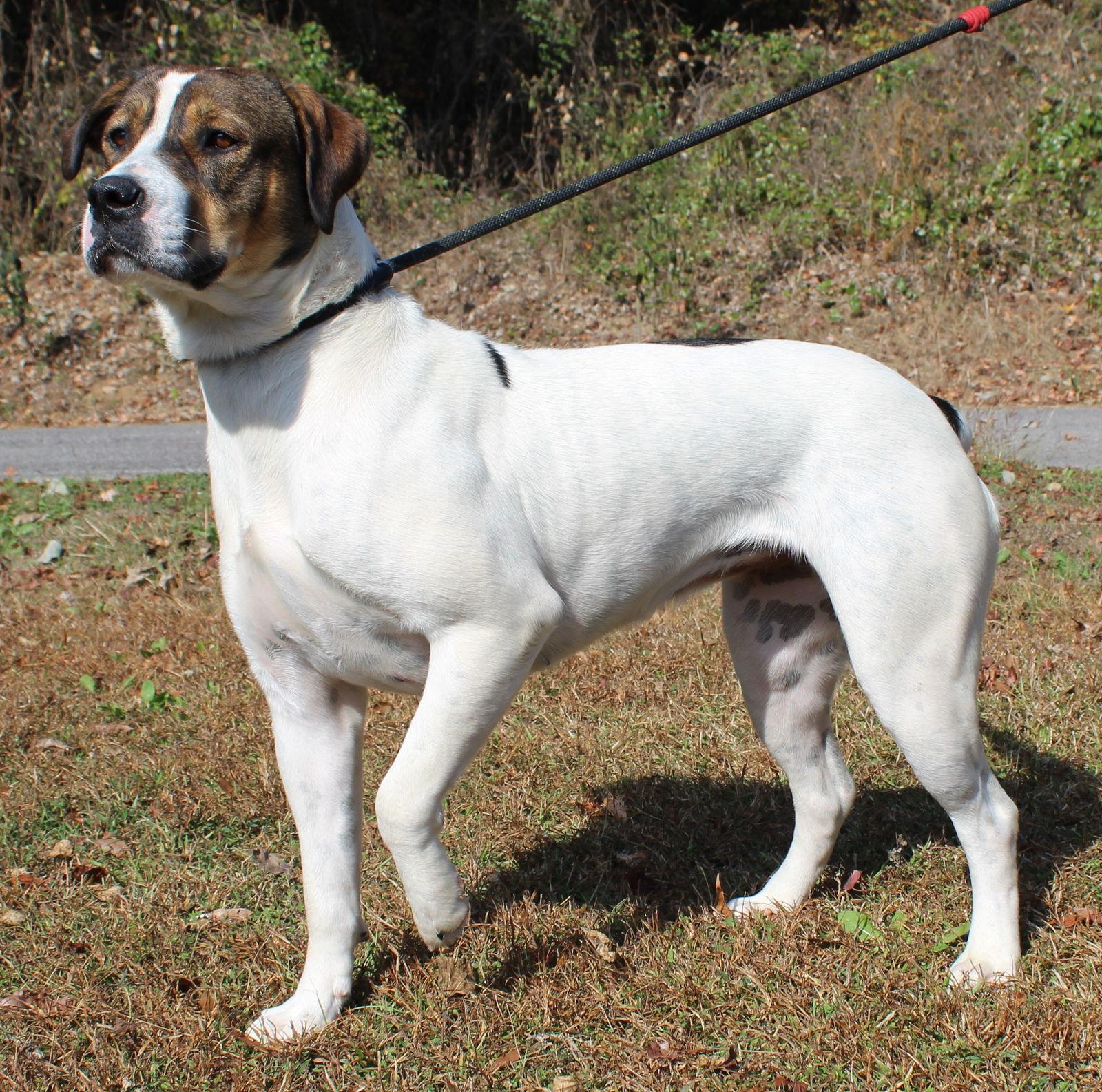 Enlarge Aura 42797, a Adoptable mixed breed in Prattville, AL image 3/3