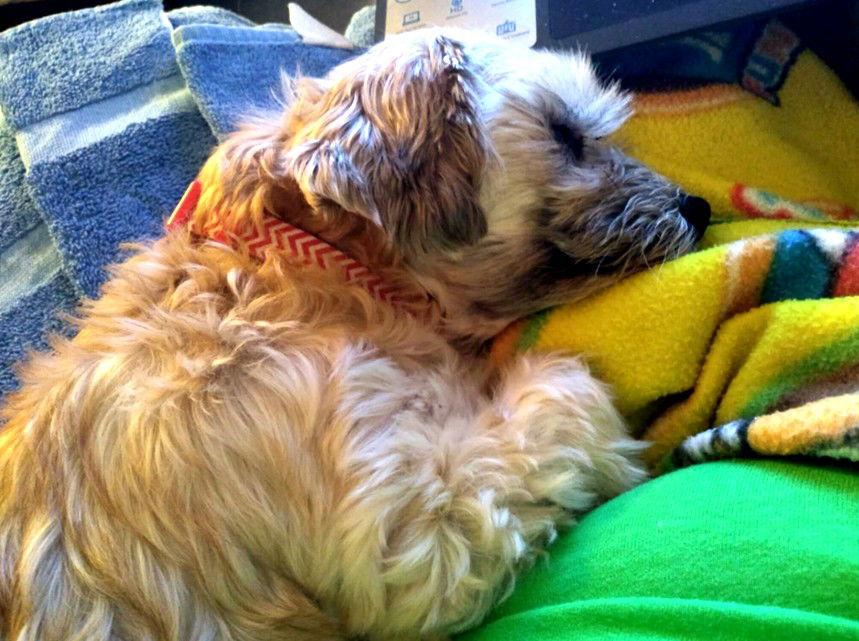 Trusty  "TOTAL LADIES' MAN!!", Adopted, Adult Male Shih Tzu & Bichon Frise.