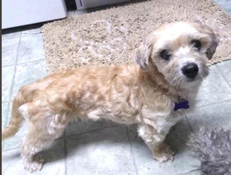 Enlarge Trusty  "TOTAL LADIES' MAN!!", a Adopted mixed breed in St. Louis, MO image 2/3