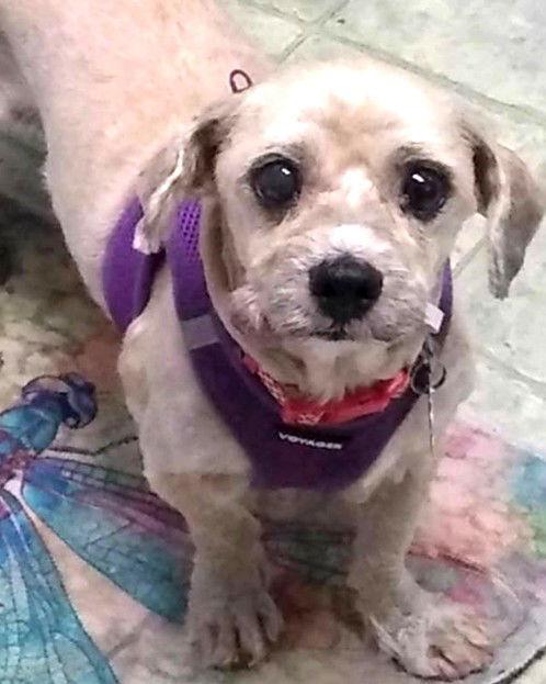 Enlarge Trusty  "TOTAL LADIES' MAN!!", a Adopted mixed breed in St. Louis, MO image 3/3