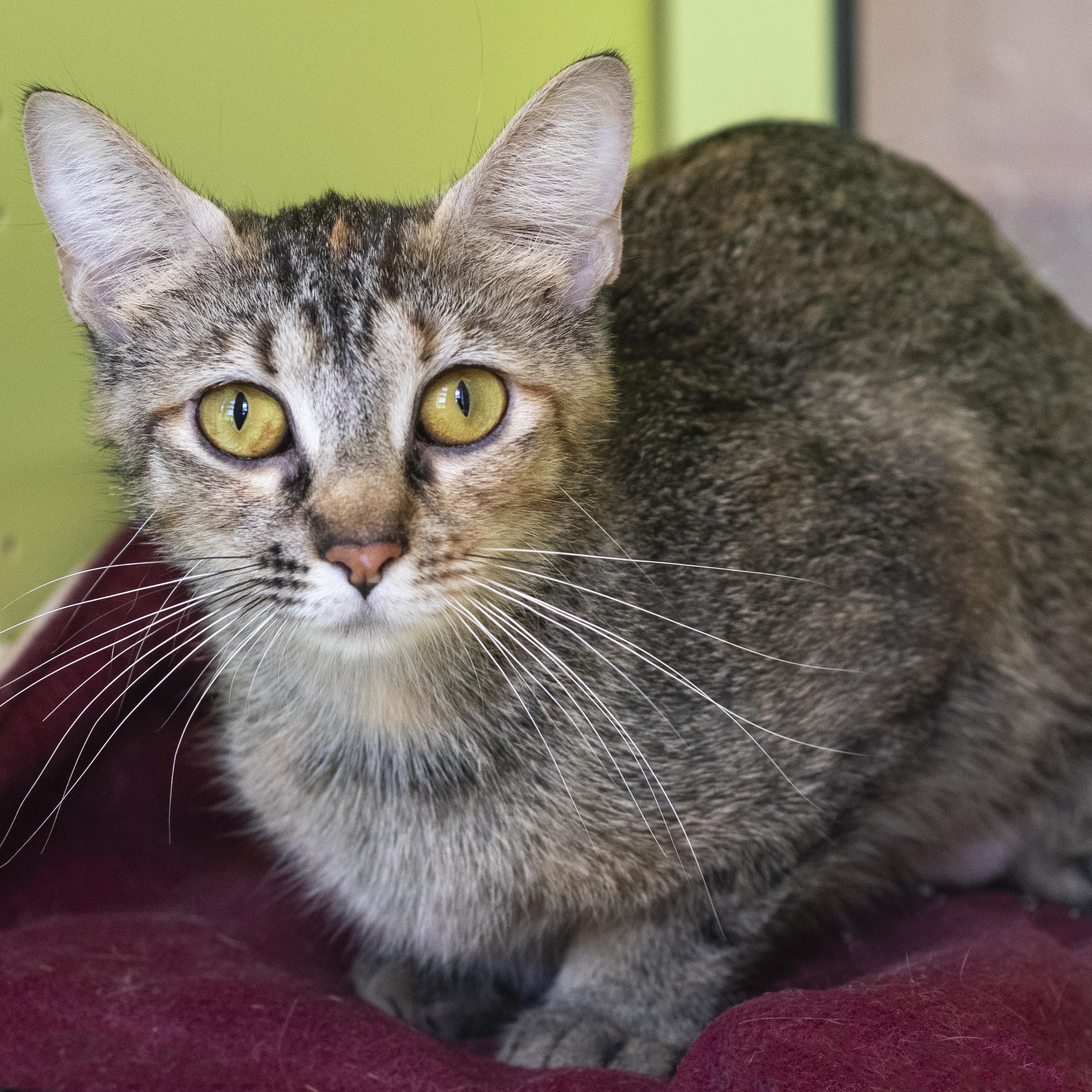 Robin, ADOPTABLE, Adult Female Domestic Short Hair.