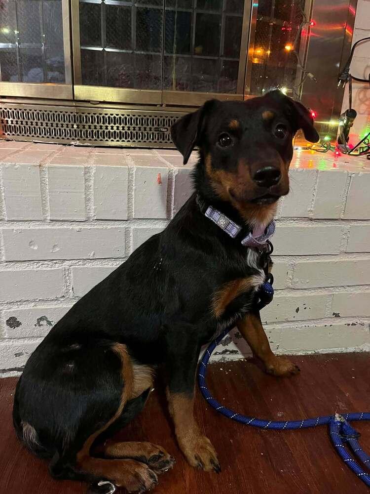 AJ - fostered in Omaha, Adoptable, Puppy Female Miniature Pinscher & Beagle.