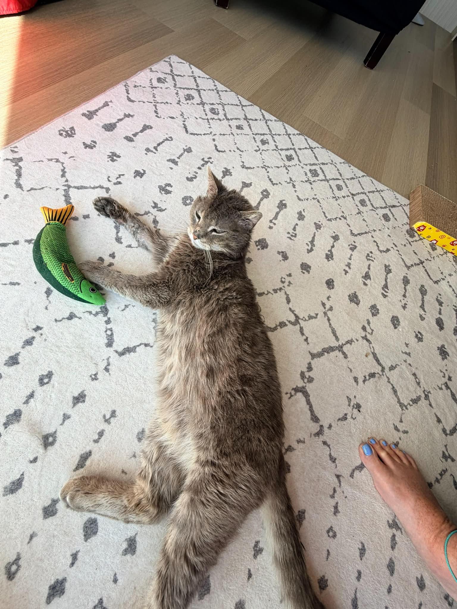 Enlarge Rusty, a Adoptable Domestic Short Hair in Orleans, ON image 1/3