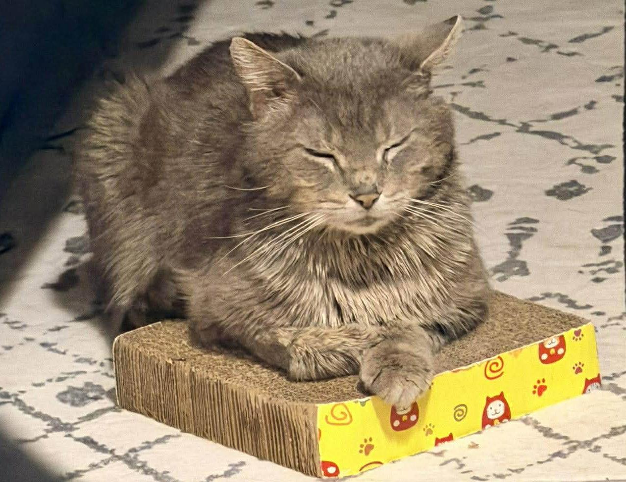 Enlarge Rusty, a Adoptable Domestic Short Hair in Orleans, ON image 2/3