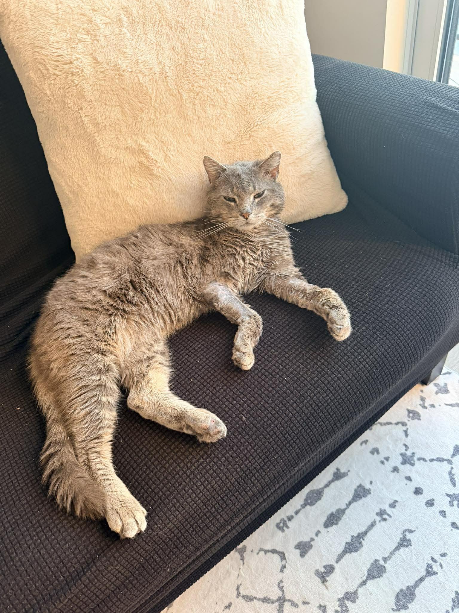 Enlarge Rusty, a Adoptable Domestic Short Hair in Orleans, ON image 3/3