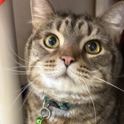 Jack, ADOPTABLE, Senior Male Domestic Short Hair.