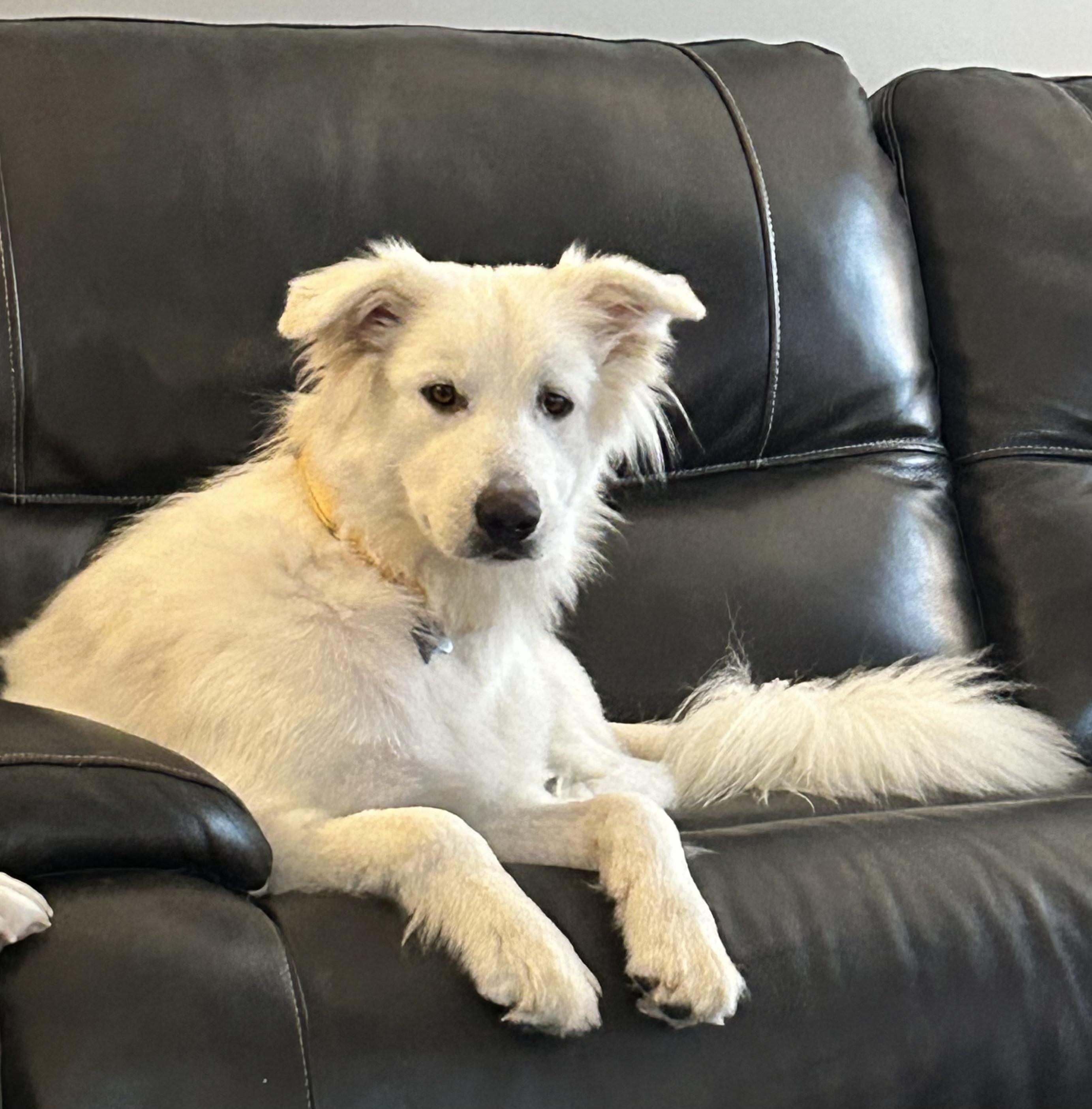 Smiley, a ADOPTABLE mixed breed in Oswego, IL image 5/6