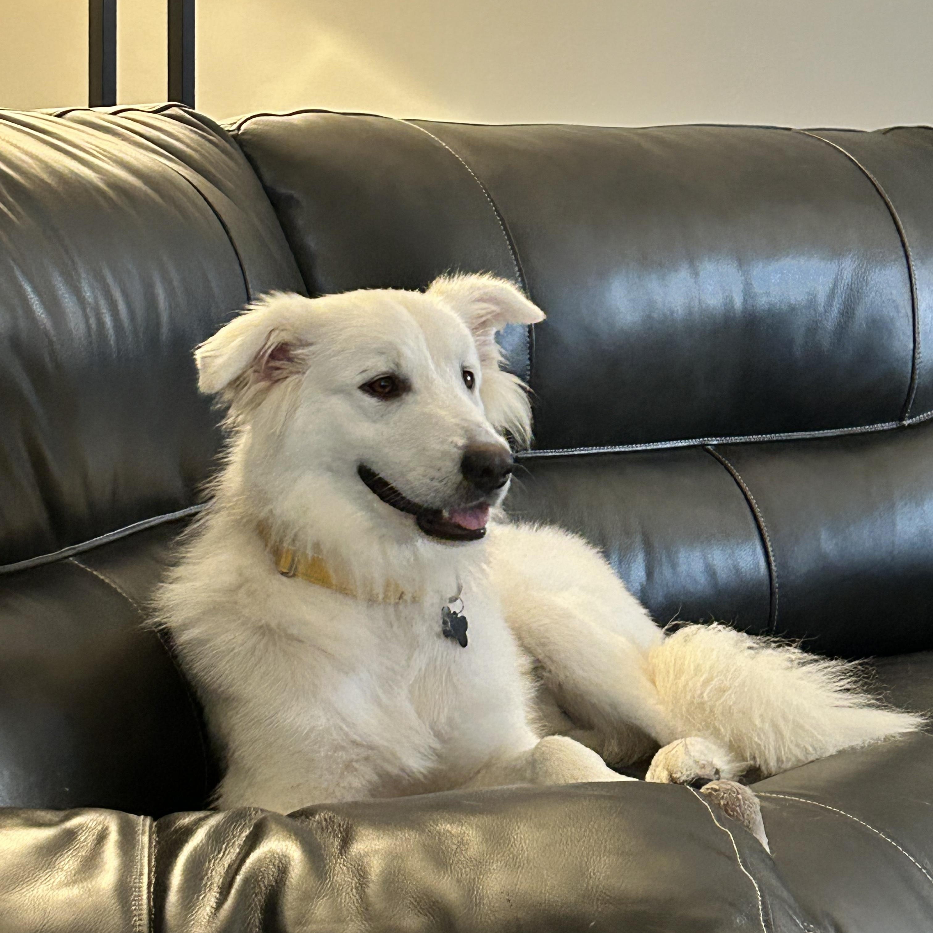 Smiley, a ADOPTABLE mixed breed in Oswego, IL image 6/6