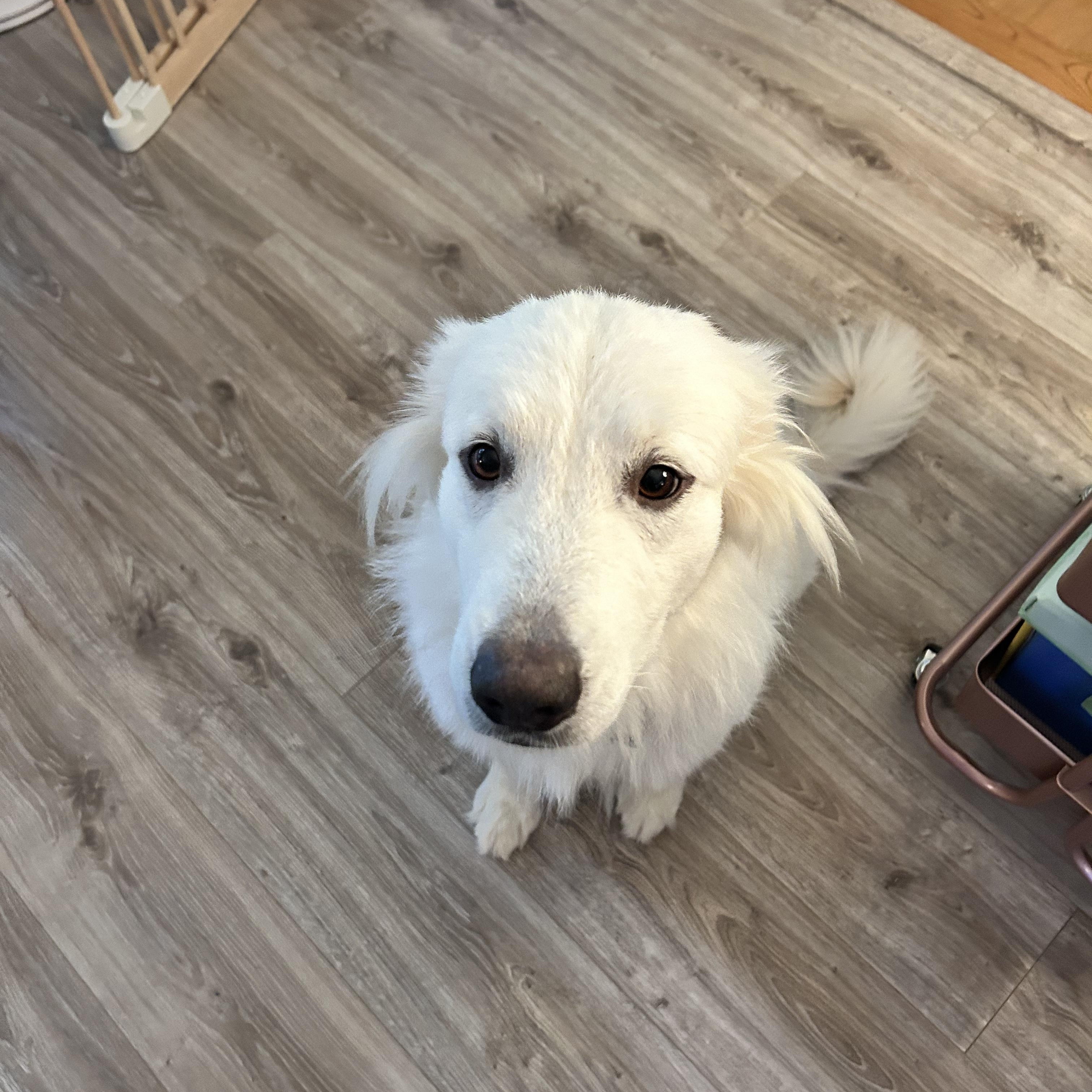 Smiley, a ADOPTABLE mixed breed in Oswego, IL image 4/6