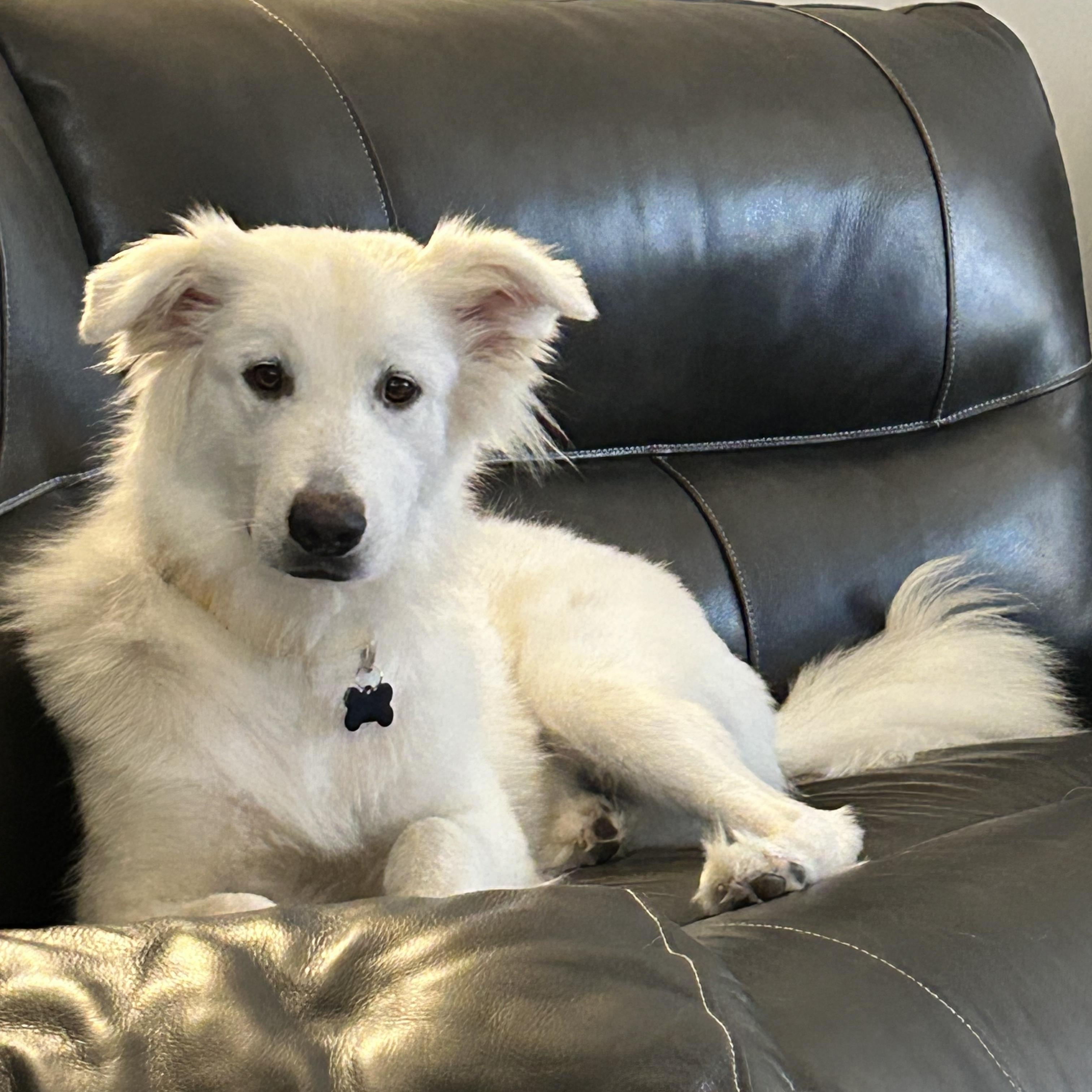 Smiley, a ADOPTABLE mixed breed in Oswego, IL image 2/6