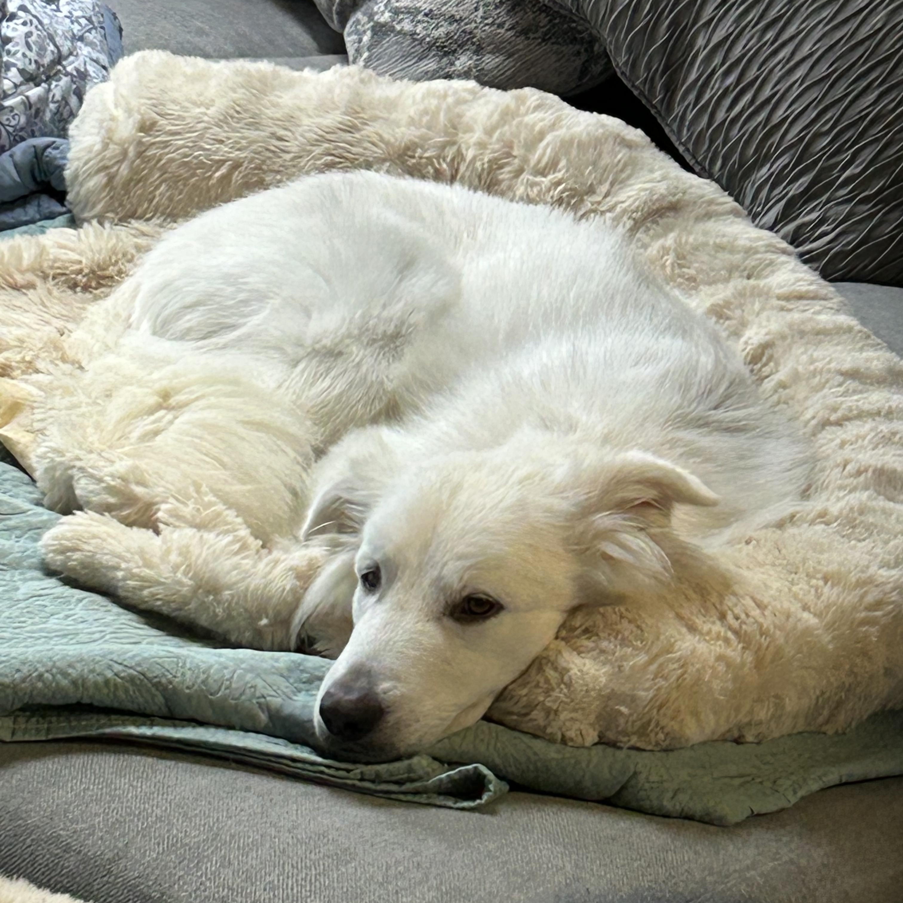 Smiley, a ADOPTABLE mixed breed in Oswego, IL image 3/6