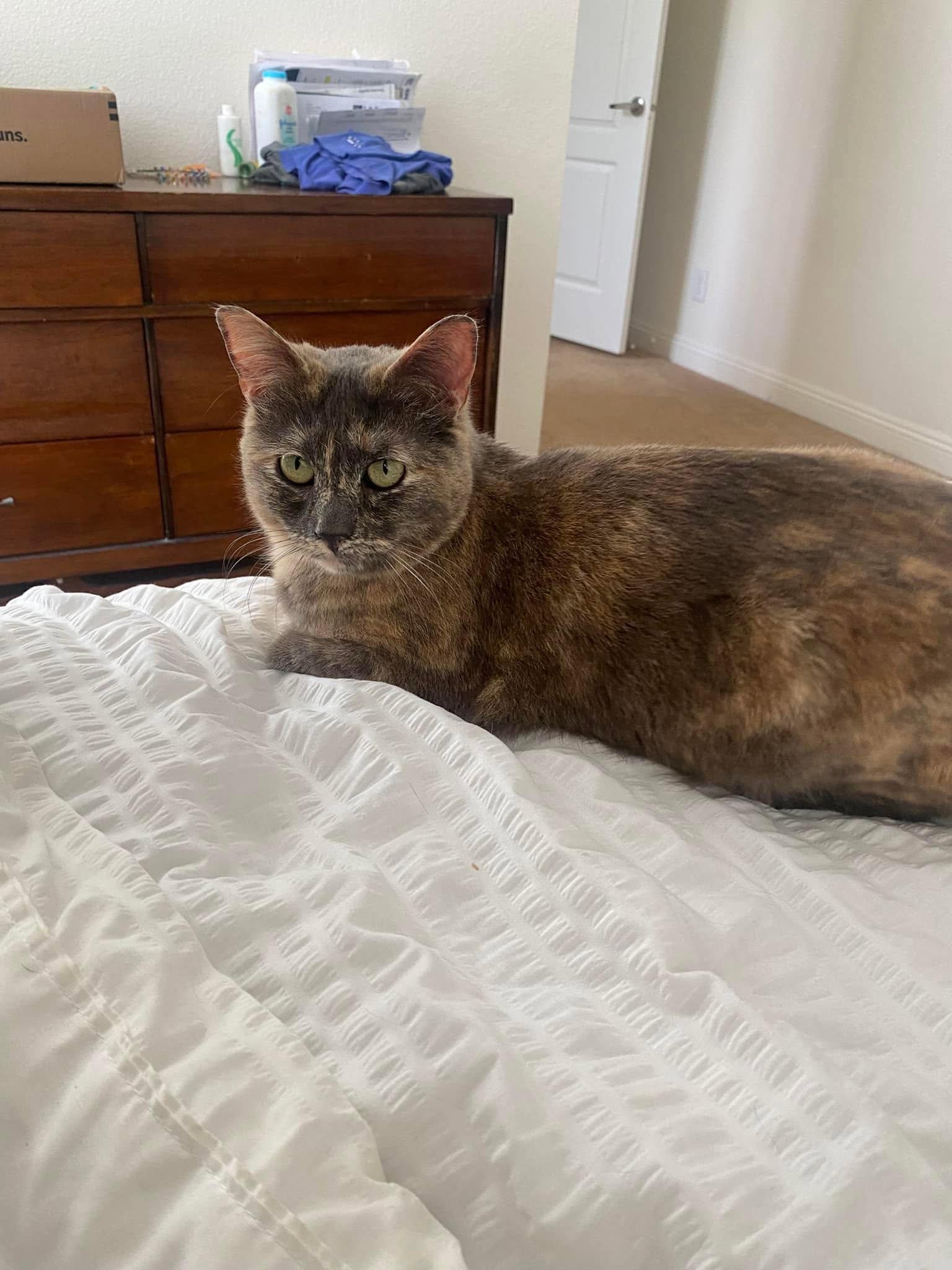 Emily, a ADOPTABLE Dilute Tortoiseshell in Malibu, CA image 2/2