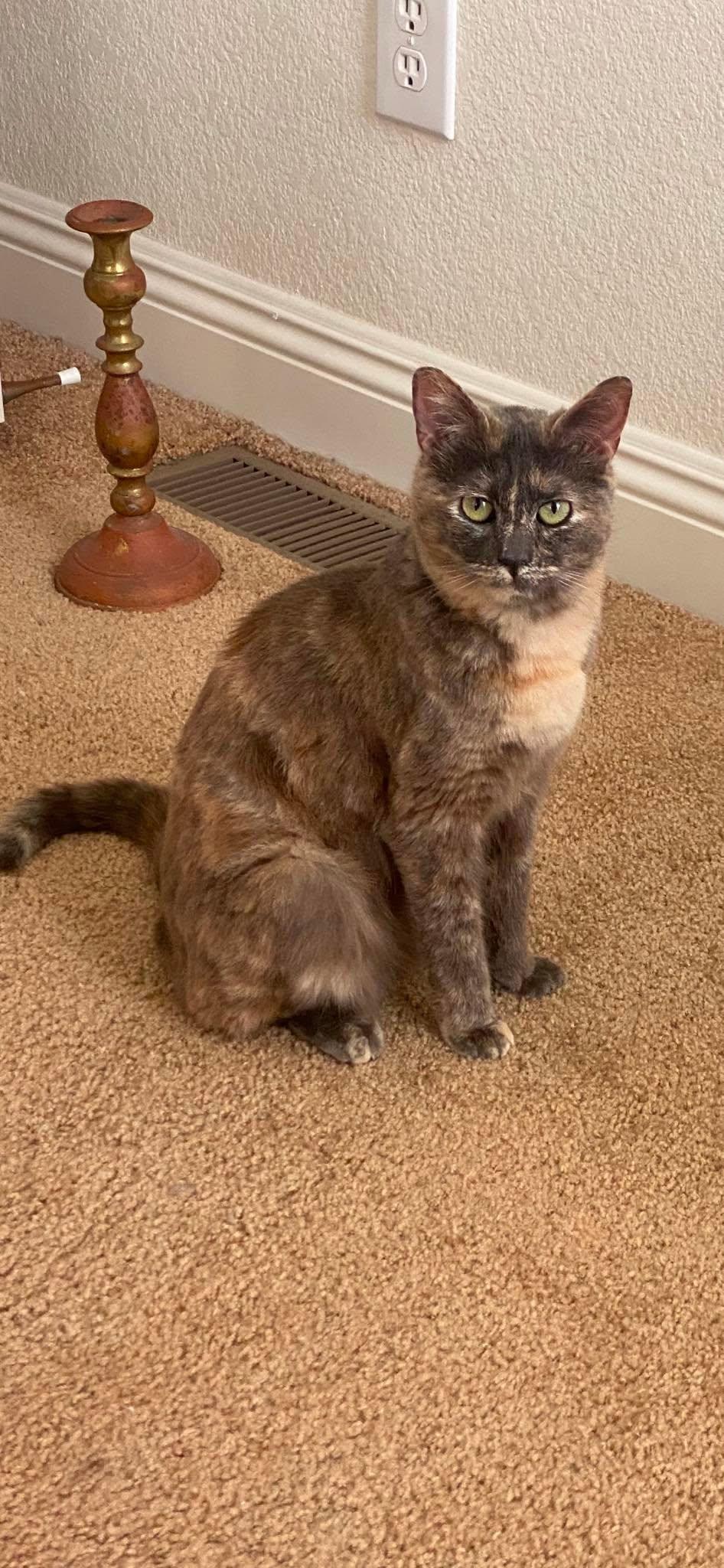 Emily, ADOPTABLE, Adult Female Dilute Tortoiseshell.