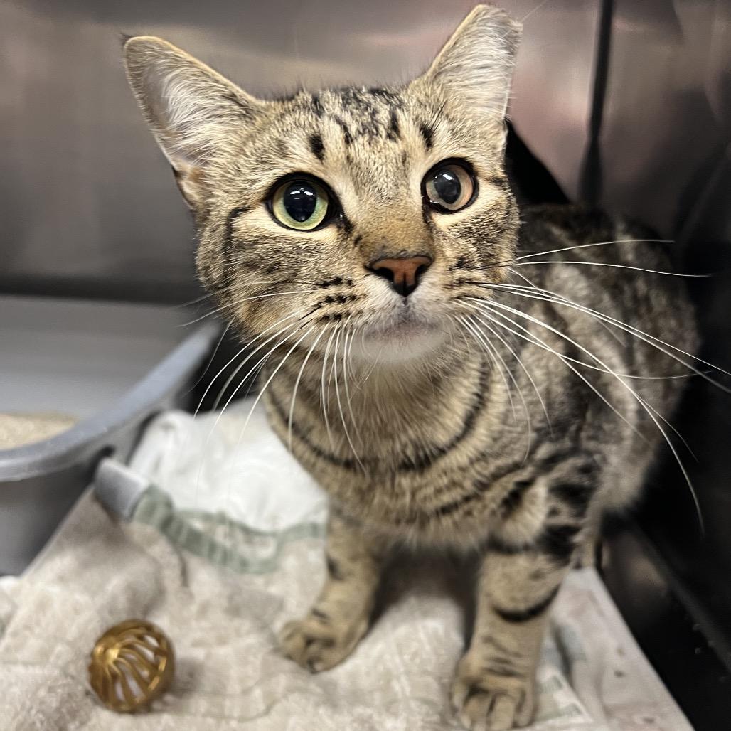 Enlarge Big Boy, a Adoptable Domestic Short Hair in Lake Panasoffkee, FL image 1/6