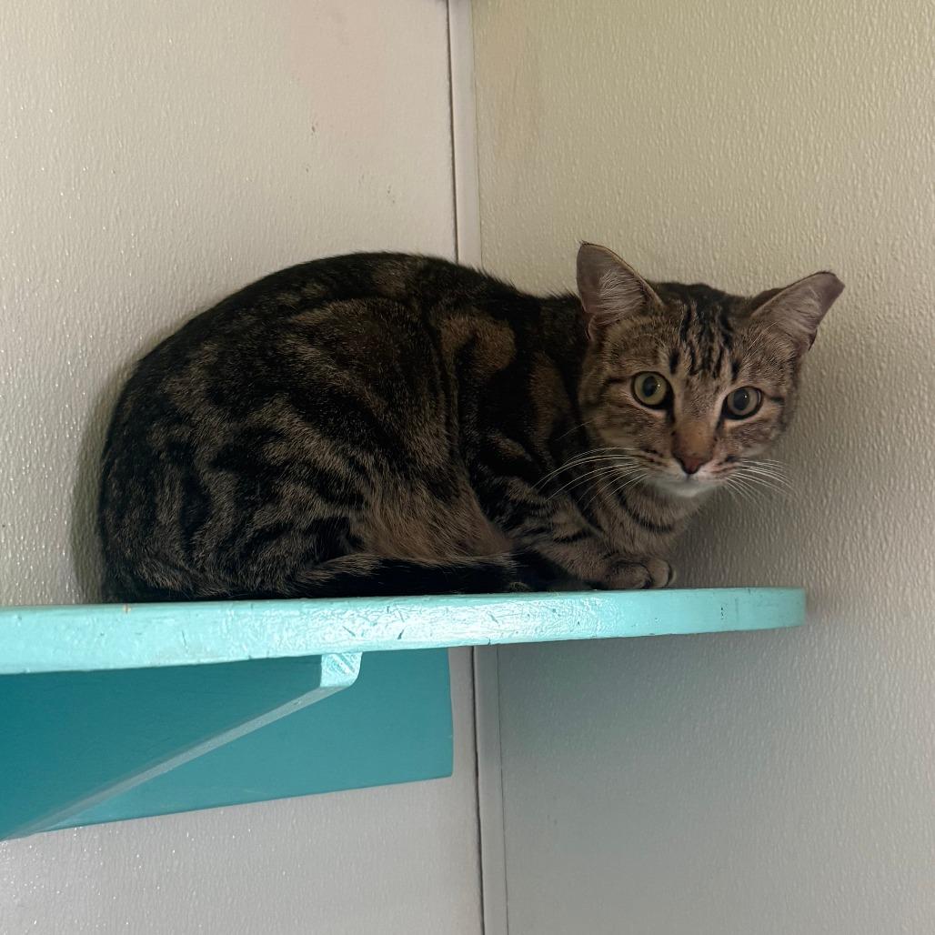 Enlarge Big Boy, a Adoptable Domestic Short Hair in Lake Panasoffkee, FL image 2/6