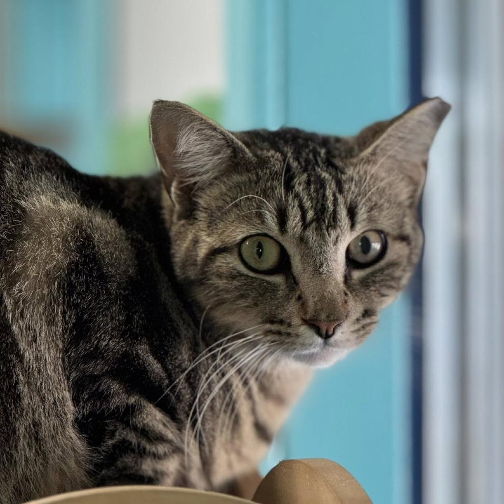 Enlarge Big Boy, a Adoptable Domestic Short Hair in Lake Panasoffkee, FL image 3/6