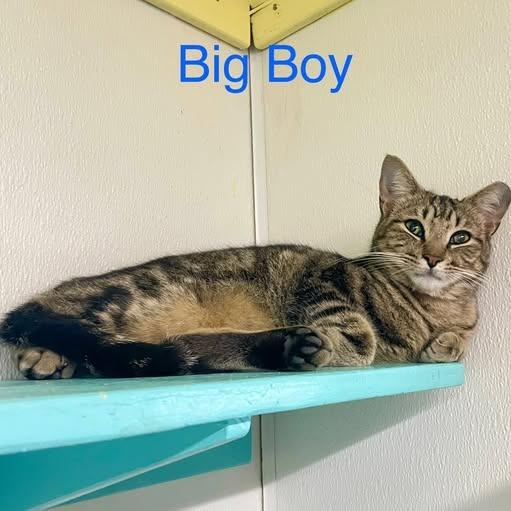 Enlarge Big Boy, a Adoptable Domestic Short Hair in Lake Panasoffkee, FL image 4/6