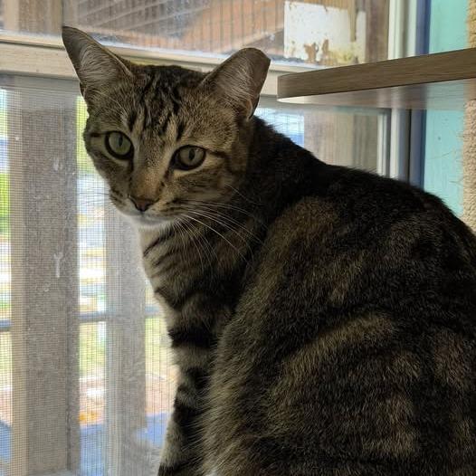 Enlarge Big Boy, a Adoptable Domestic Short Hair in Lake Panasoffkee, FL image 5/6