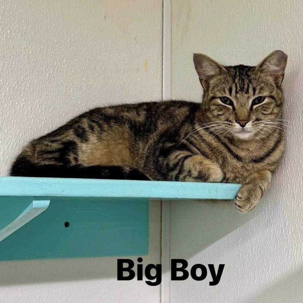 Enlarge Big Boy, a Adoptable Domestic Short Hair in Lake Panasoffkee, FL image 6/6