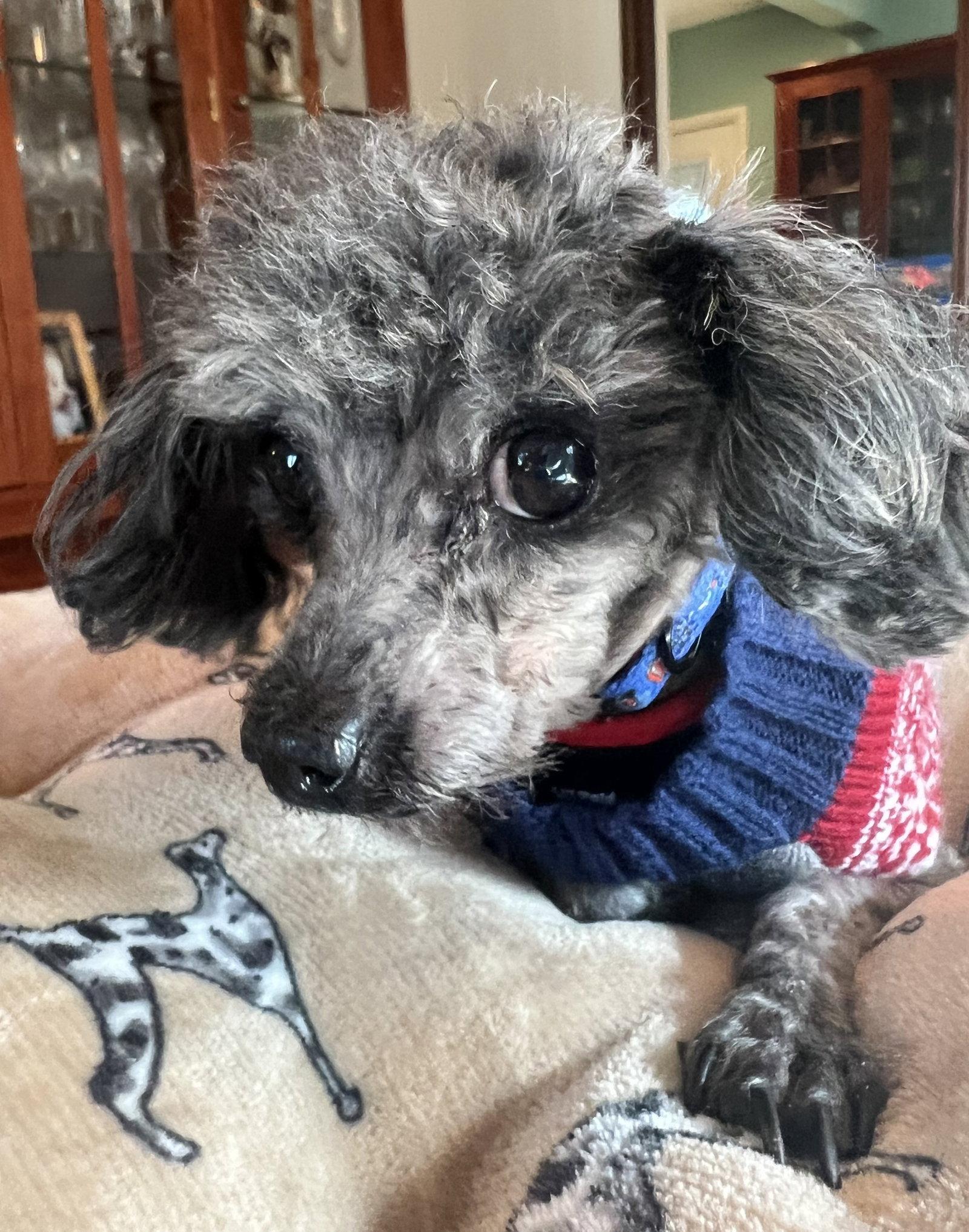 Dobby, Adopted, Adult Male Poodle.