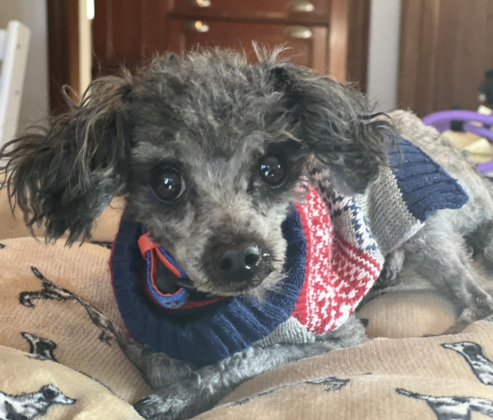 Enlarge Dobby, a Adopted Poodle in Germantown, OH image 2/3