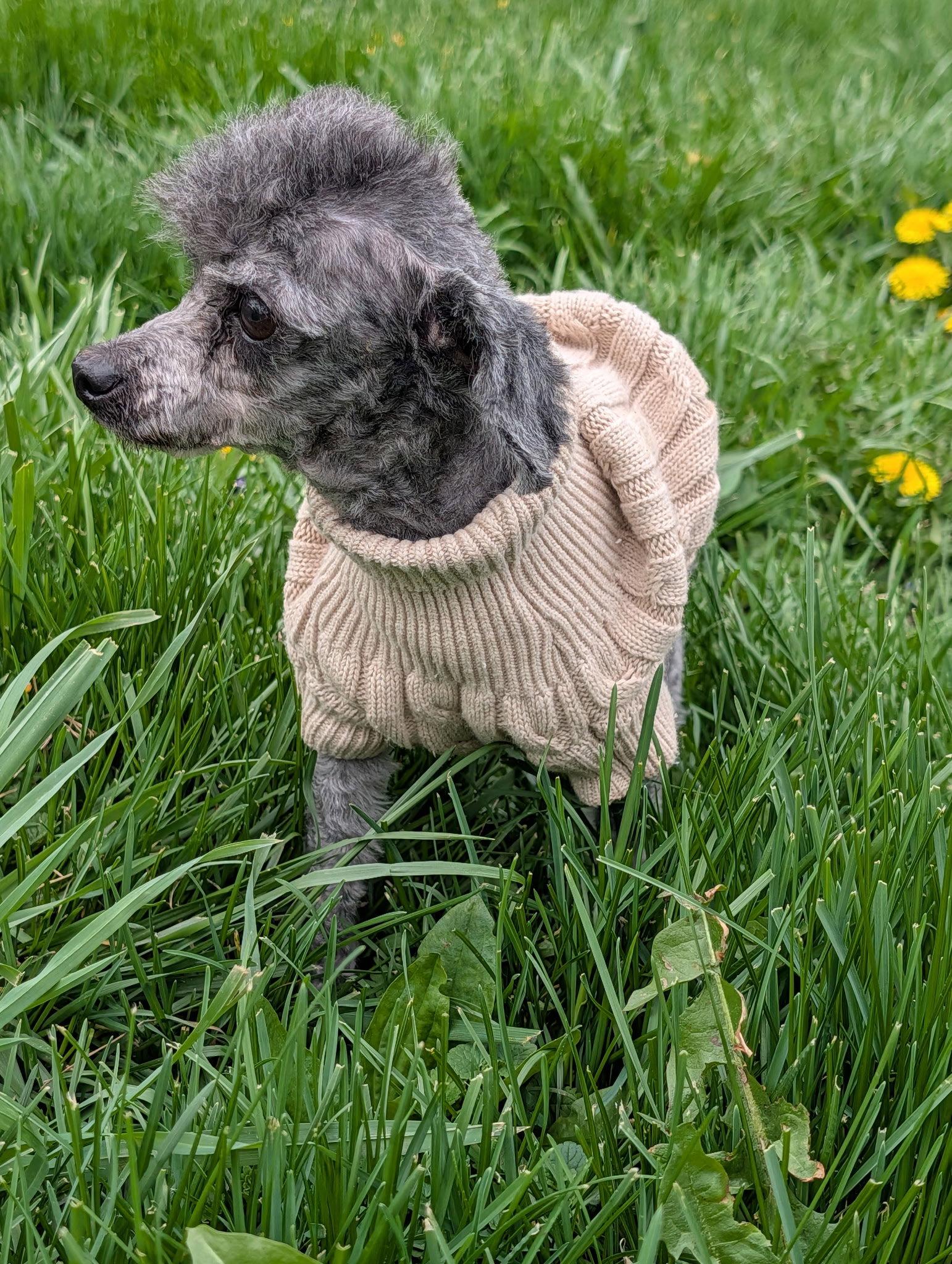 Enlarge Dobby, a Adopted Poodle in Germantown, OH image 3/3