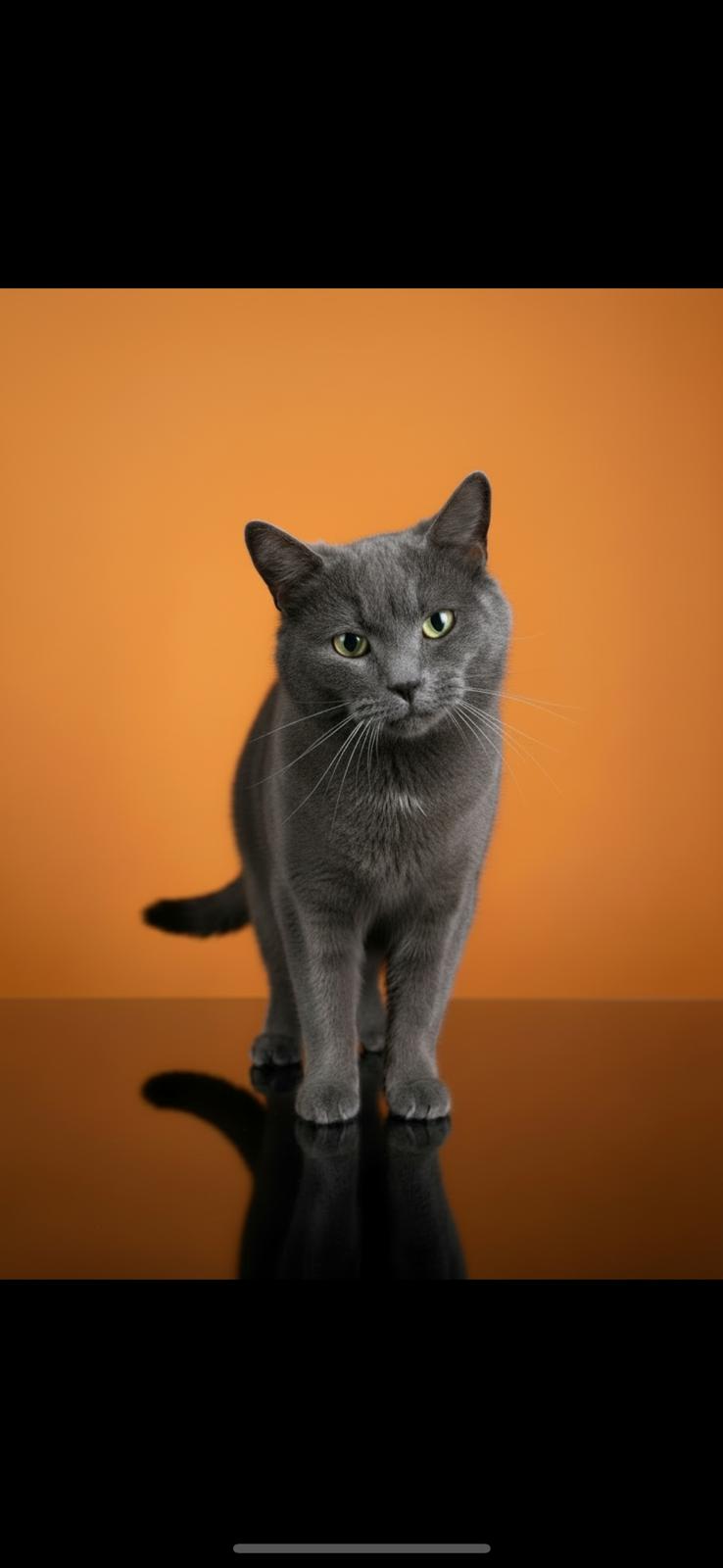 Enlarge Caity, a ADOPTABLE mixed breed in Concord, NC image 1/1