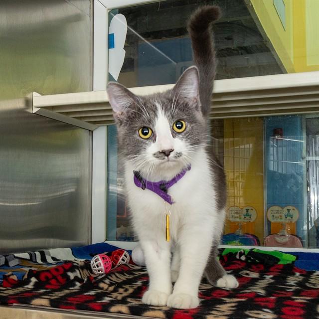 CUPCAKE, Adoptable, Young Female Domestic Short Hair.