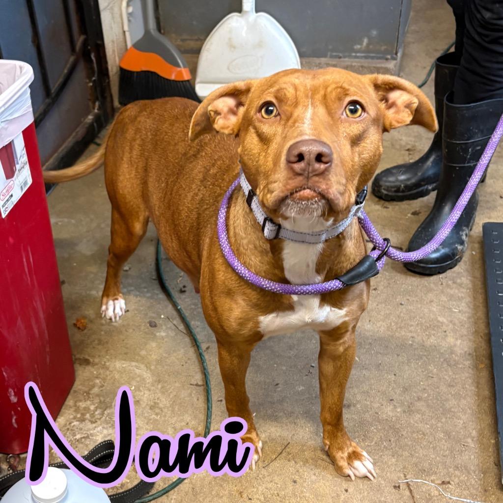 Enlarge Nami, a Adoptable mixed breed in Hillsboro, OH image 1/1
