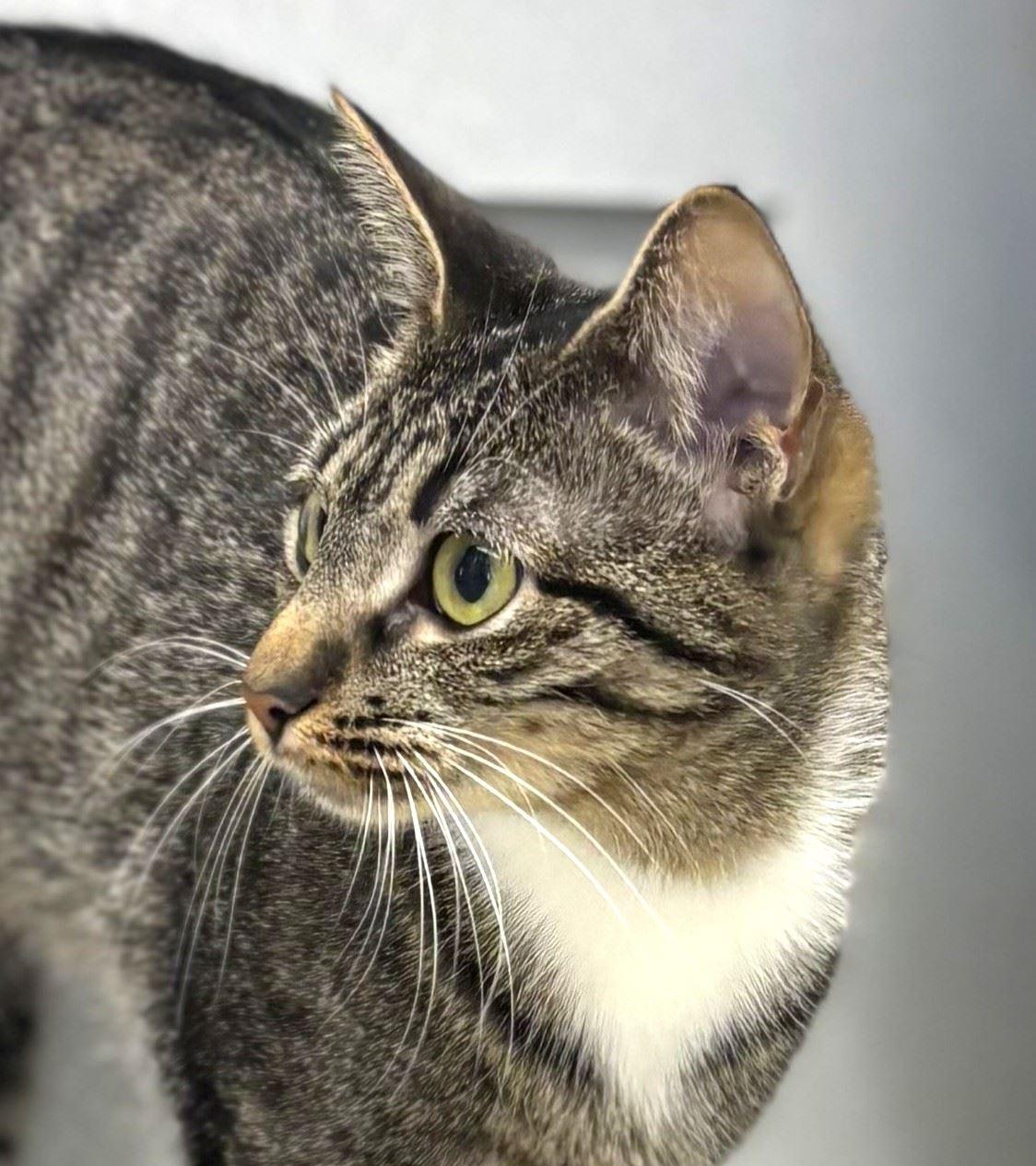 Cortina, ADOPTABLE, Adult Female Domestic Short Hair.