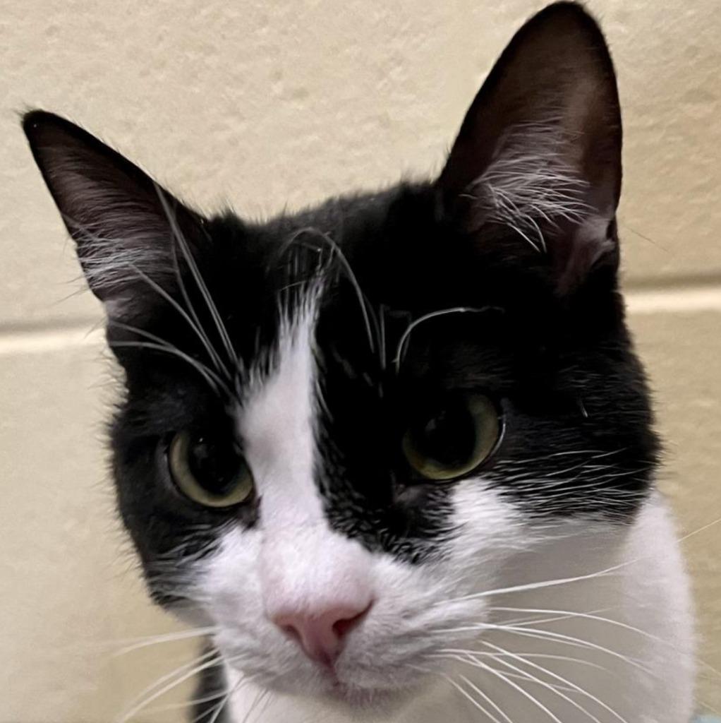 Marion Ravenwood — thumbnail 2