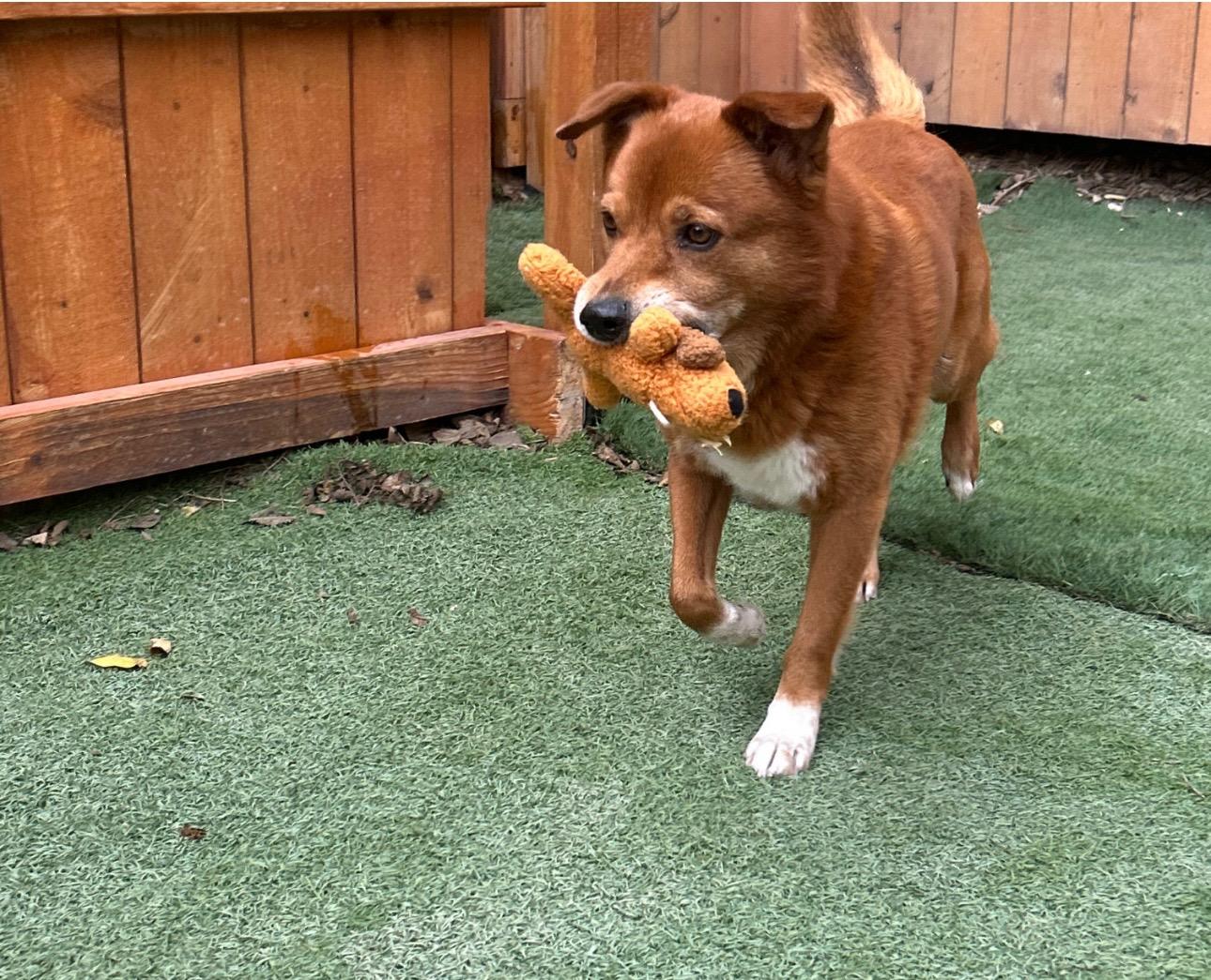 Buddy, a Adoptable mixed breed in Austin , TX image 2/4