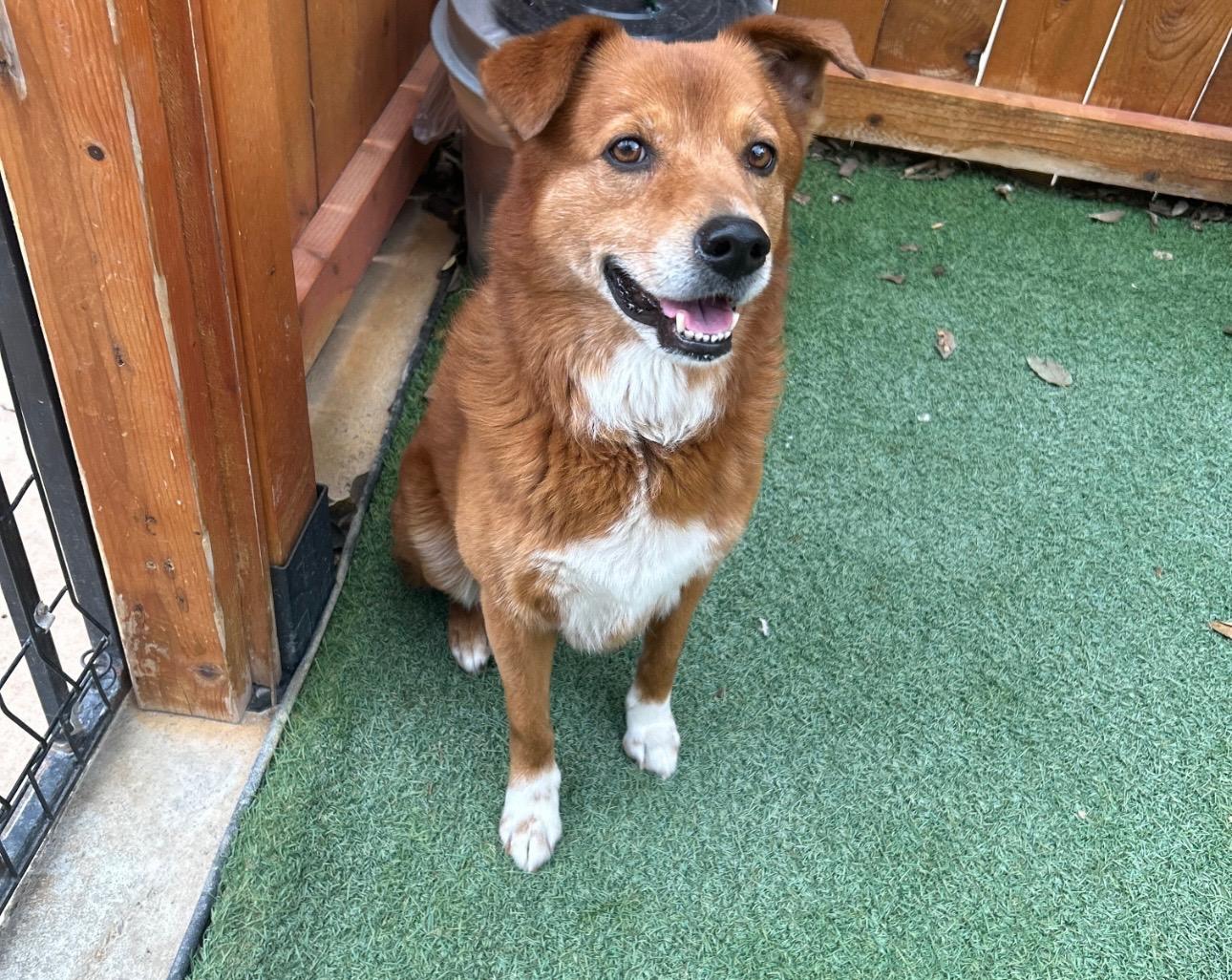 Buddy, a Adoptable mixed breed in Austin , TX image 3/4