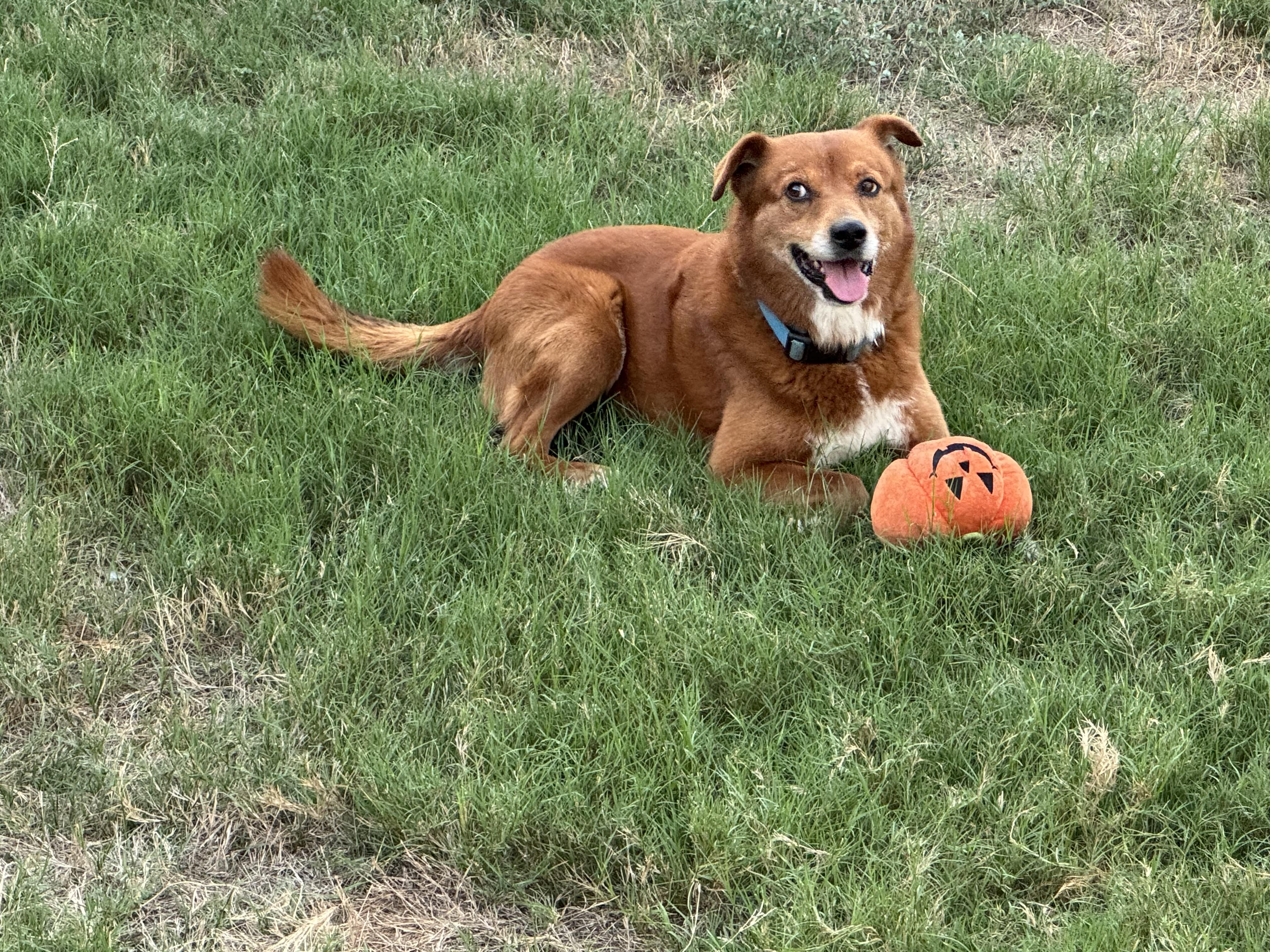 Buddy, a Adoptable mixed breed in Austin , TX image 4/4