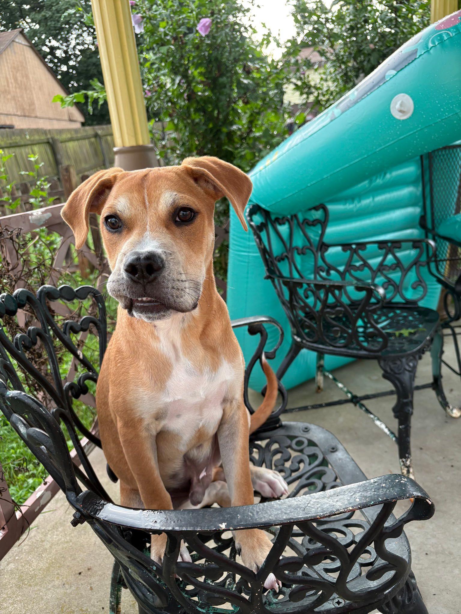 Enlarge Loki, a Adoptable Mixed Breed in Glenmoore, PA image 1/3