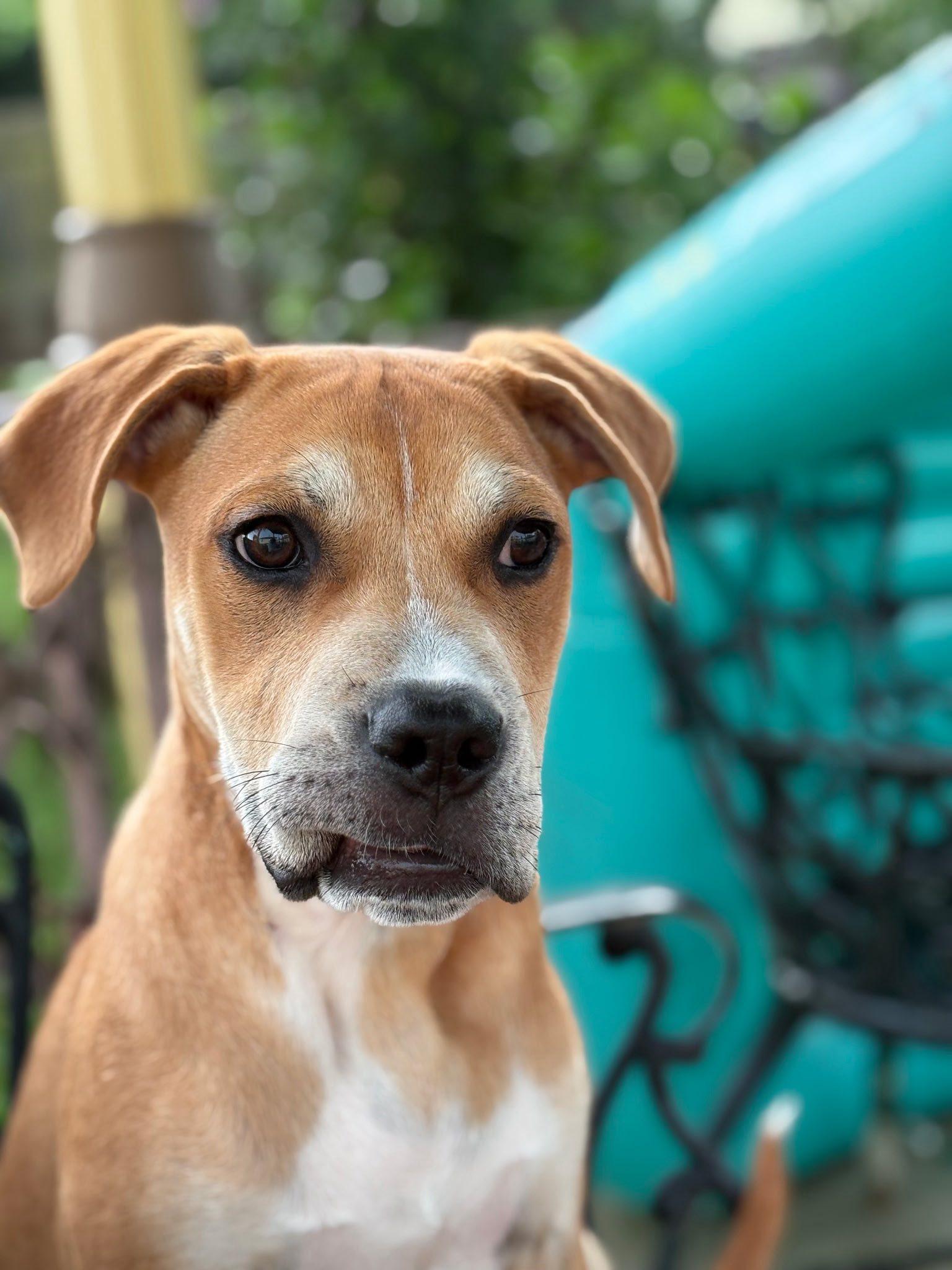 Enlarge Loki, a Adoptable Mixed Breed in Glenmoore, PA image 2/3