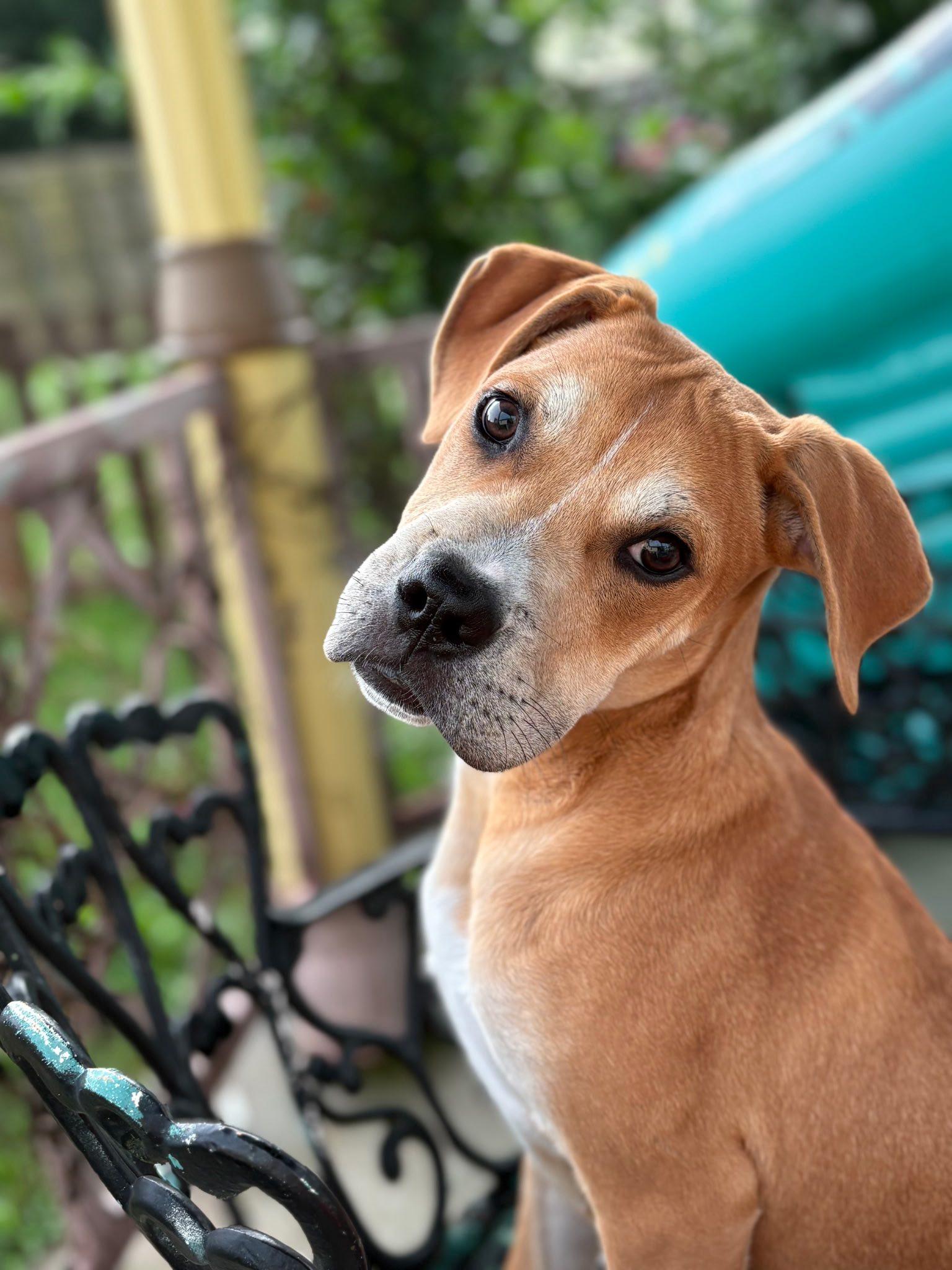 Loki, Adoptable, Young Male Mixed Breed.