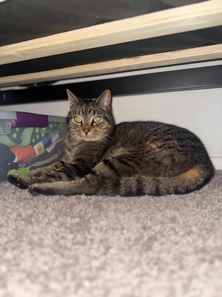 Enlarge Bundtini, a Adoptable mixed breed in Raleigh, NC image 2/3