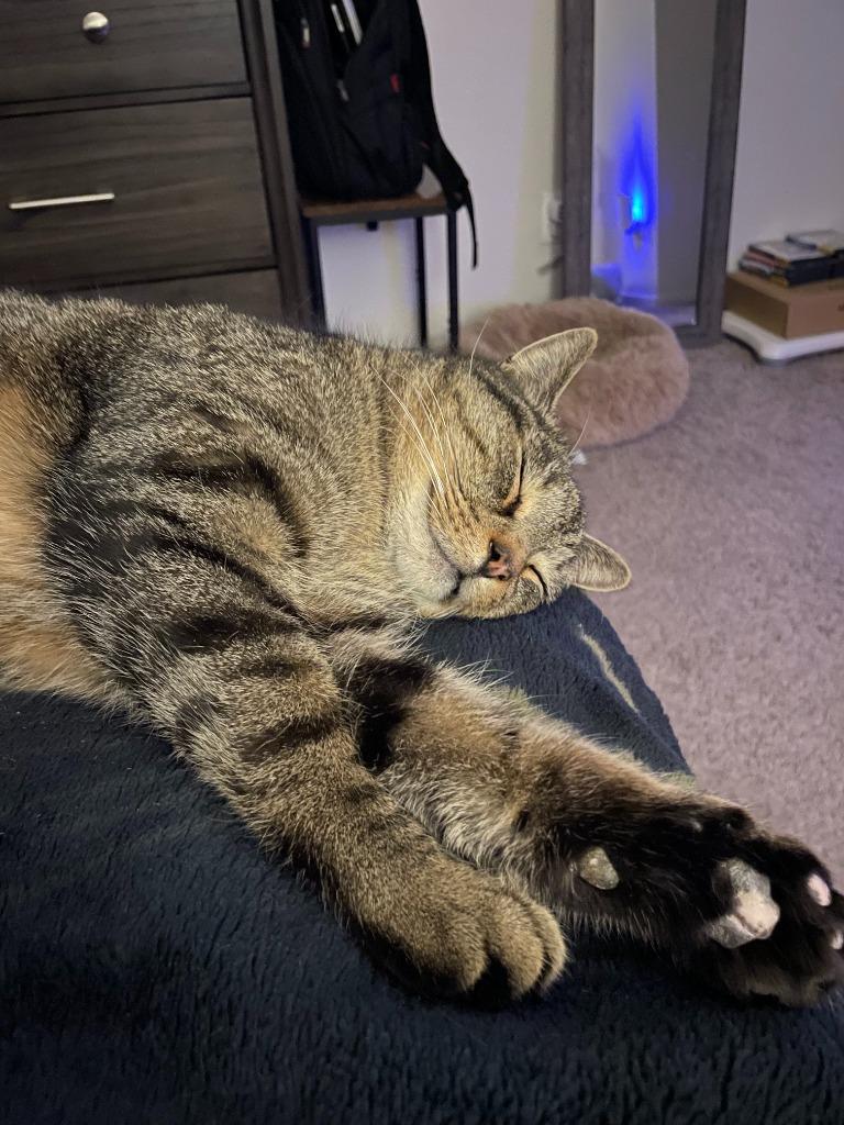 Enlarge Bundtini, a Adoptable mixed breed in Raleigh, NC image 3/3