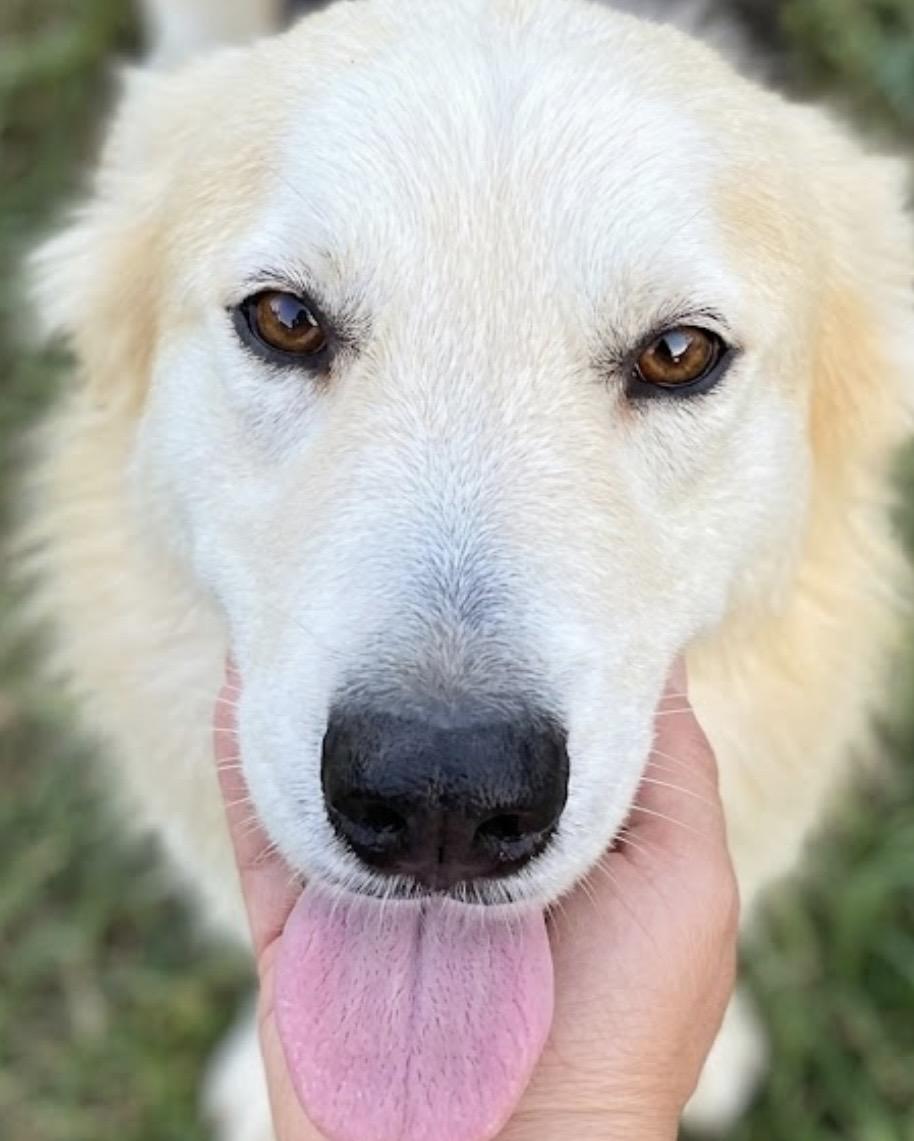 Luna! Belly rub lover! , Adoptable, Adult Female Husky & German Shepherd Dog.