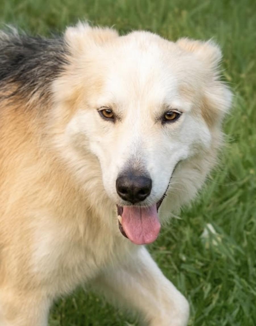 Enlarge Luna! Belly rub lover! , a Adoptable mixed breed in MA , MA image 6/6